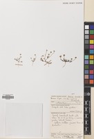 Filed as Matricaria aurea (Loefl.) Sch.Bip. [family COMPOSITAE]