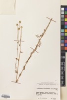 Filed as Tripleurospermum disciforme (C.A.Mey) Sch-Bip. [family COMPOSITAE]