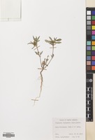 Filed as Flaveria trinervia (Spreng.) Mohr [family COMPOSITAE]