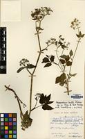 Holotype of Aegopodium burttii E.Nasir [family UMBELLIFERAE]