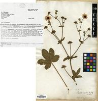 Type? of Potentilla nepalensis Hook.f. [family ROSACEAE]