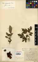 Type of Rosa gechouotangensis H. Lev. [family ROSACEAE]