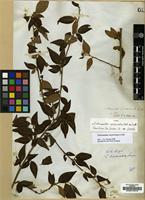 Type of Cotoneaster acuminatus Wall. ex Lindl. [family ROSACEAE]