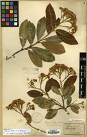 Type of Photinia beckii C.K. Schneid. [family ROSACEAE]