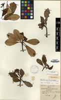 Type of Photinia mairei H.Lev. [family ROSACEAE]