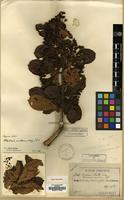 Type of Pirus sinensis Lindl. var. maximowicziana H. Lev. [family ROSACEAE]