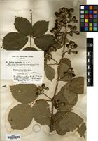 Holotype of Rubus altiarcuatus W.Barton & Ridd. [family ROSACEAE]