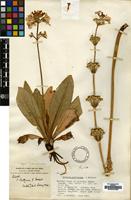 Isotype of Primula bulleyana Forrest [family PRIMULACEAE]