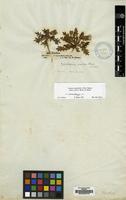 Isolectotype of Launaea angustifolia (Desf.) Kuntze subsp. arabica (Boiss.) N.Kilian [family COMPOSITAE]