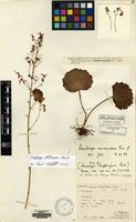 Type of Saxifraga chaffanjoni Levl. [family SAXIFRAGACEAE]