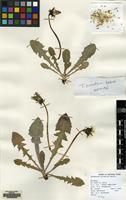Filed as Taraxacum piceatum Dahlst. [family COMPOSITAE]