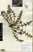 Filed as Taraxacum hesperium C.Haworth [family COMPOSITAE]