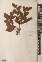 Filed as Nothofagus obliqua (Mirb.) Blume [family NOTHOFAGACEAE]