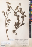 Filed as Solanum pinnatum Cav. [family SOLANACEAE]