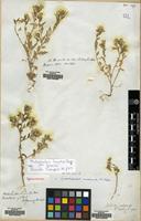 Filed as Malesherbia humilis Poepp. [family MALESHERBIACEAE]