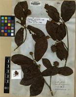 Isolectotype of Nauclea cumingiana Vidal [family RUBIACEAE]
