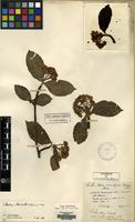 Type of Sorbus aria Crantz var. mairei H. Lev. [family ROSACEAE]