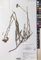 Filed as Senecio subumbellatus Phil. var. subumbellatus [family COMPOSITAE]