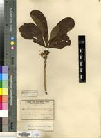 Type of Pavetta arenicola K.Schum. [family RUBIACEAE]