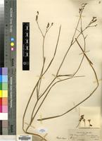 Type of Lapeirousia masukuensis Vaupel & Schltr. [family IRIDACEAE]