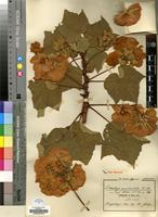 Isotype of Dombeya auriculata K.Schum. [family MALVACEAE]