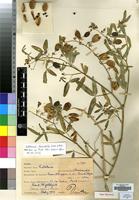 Type of Crotalaria barnabassii Dinter ex Baker f. [family LEGUMINOSAE]