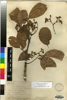 Type of Vitex doniana Sweet [family LABIATAE]