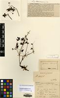 Lectotype of Geranium lavergneanum Lev. [family GERANIACEAE]