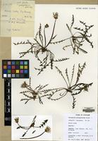 Filed as Taraxacum platyglossum Raunk. [family COMPOSITAE]