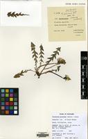 Filed as Taraxacum proximum (Dahlst.) Raunk. [family COMPOSITAE]