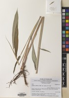 Filed as Globba albiflora Ridl. var. aurea Holttum [family ZINGIBERACEAE]