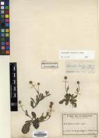Type of Sphaeranthus humilis O.Hoffm. [family COMPOSITAE]