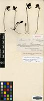 Type of Utricularia quelchii N.E. Br. [family LENTIBULARIACEAE]