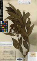 Isotype of Nuxia usambarensis Gilg [family STILBACEAE]