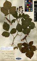 Isotype of Rubus avaloniensis Newton & Randall [family ROSACEAE]