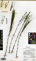 Holotype of Equisetum rothmaleri C.N.Page [family EQUISETACEAE]