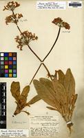 Lectotype of Primula beesiana Forrest [family PRIMULACEAE]