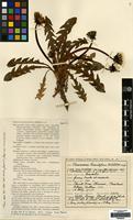 Type of Taraxacum hamatifrons Dahlst. [family COMPOSITAE]