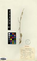 Type of Zeugandra iranica P.H.Davis [family CAMPANULACEAE]