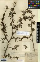 Type of Morus inusitata H. Lev. [family MORACEAE]
