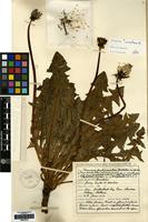 Type of Taraxacum perlaciniatum Dahlst. [family COMPOSITAE]