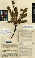 Isolectotype of Taraxacum orcadense Dahlst. [family COMPOSITAE]