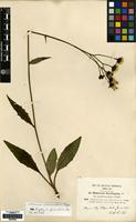 Isotype of Hieracium chloranthum Pugsley ex P.D.Sell [family COMPOSITAE]