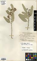 Type? of Eucalyptus argillacea W.Fitz. ex Maiden [family MYRTACEAE]