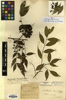 Type of Zanthoxylum esquirolii H.Lev. [family RUTACEAE]