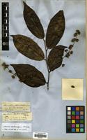 Isotype of Homalium eleutherostylum S.F.Blake [family SALICACEAE]