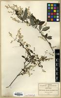 Type of Iresine discolor Greenm. [family AMARANTHACEAE]