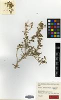 Type of Salsola pseudonitraria Aellen & Rech.f. [family AMARANTHACEAE]