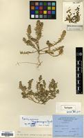 Isotype of Corispermum lepidocarpum Grubov [family AMARANTHACEAE]