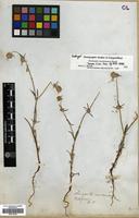 Type of Chorizanthe membranacea Benth. [family POLYGONACEAE]